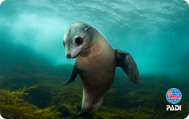 Wonder Seal by Matt Testoni