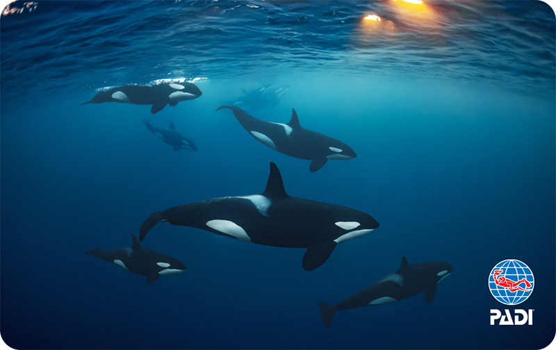 Orcas in Motion by Andreas Schmid