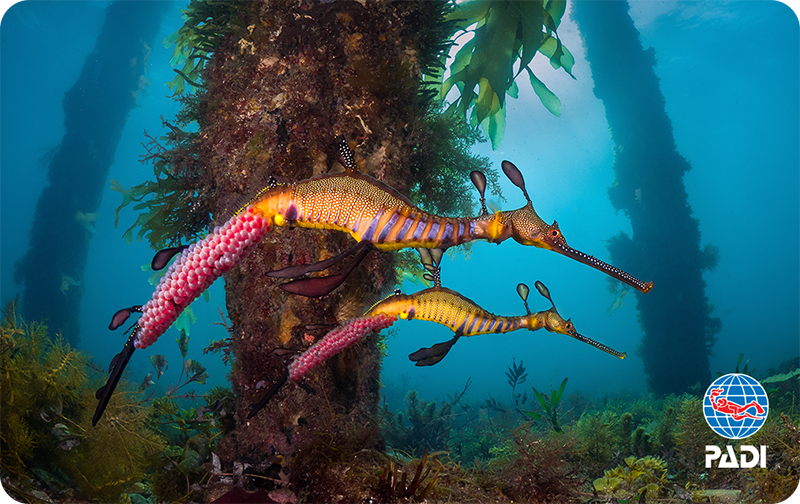 Weedy Seadragon by Sam Glenn Smith