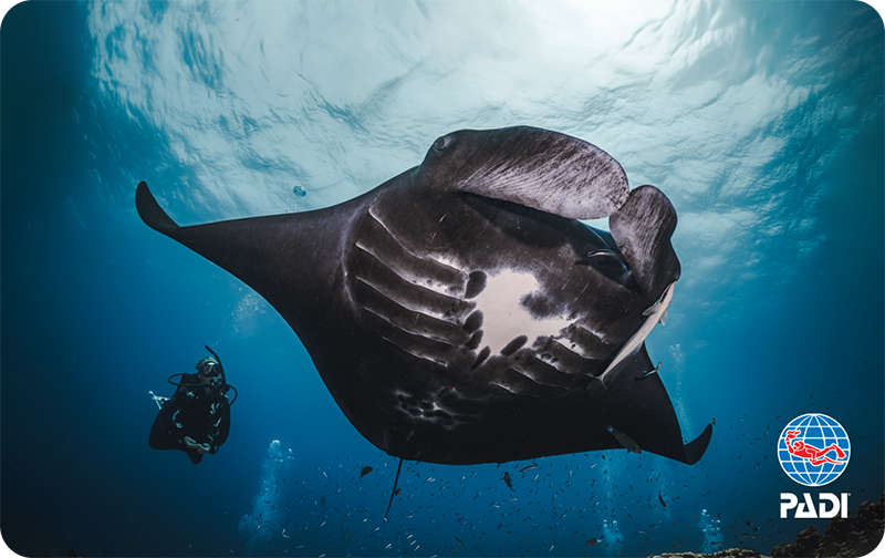 Mantas Enchantment by Jay Clue