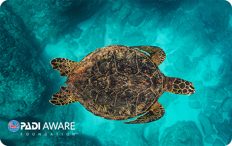 PADI AWARE Sea Turtle Legend by Stan Moniz