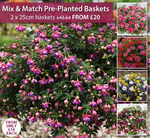 Mix & Match Baskets