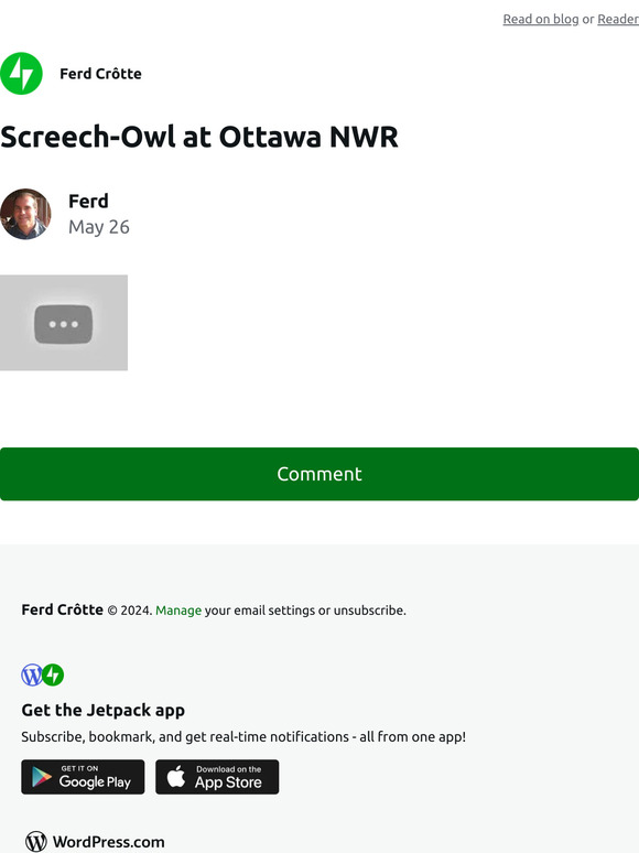 Screech-Owl at Ottawa NWR