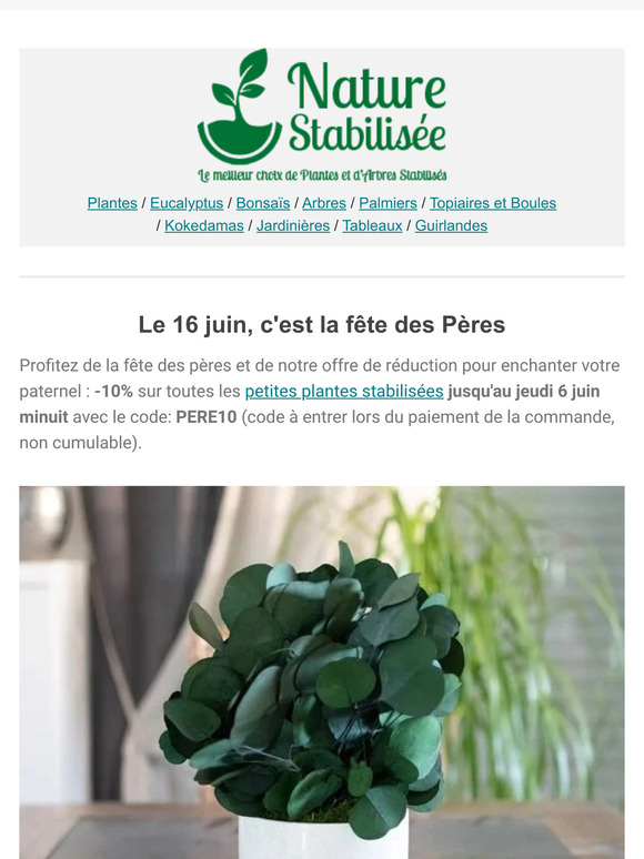 Fête des pères 🌱 Offrez une plante stabilisée