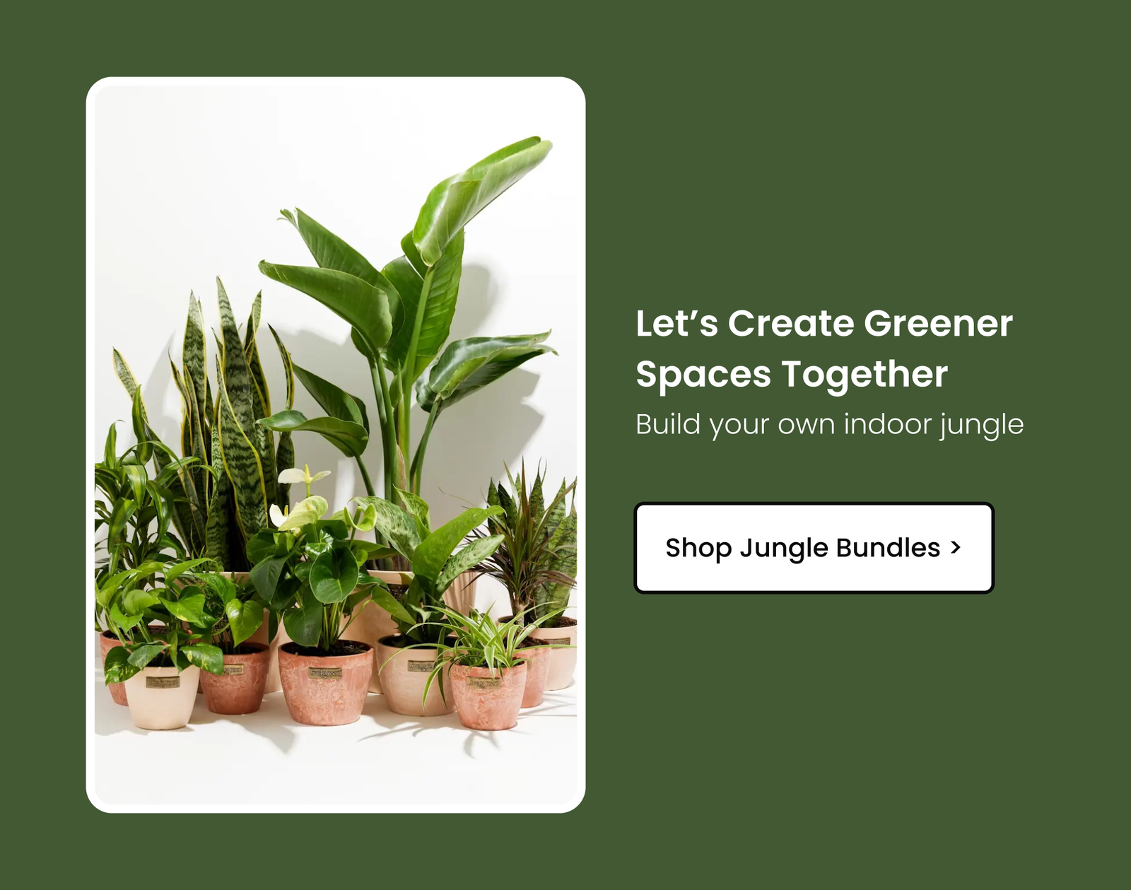Shop Jungle Bundles