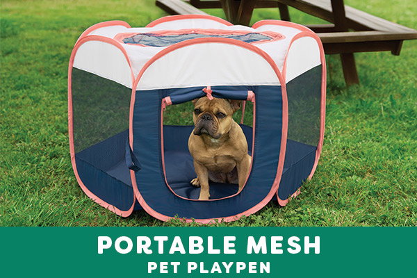 A dog looks at the camera in a Portable Mesh Pet Playpen and looks at the camera at FurHaven