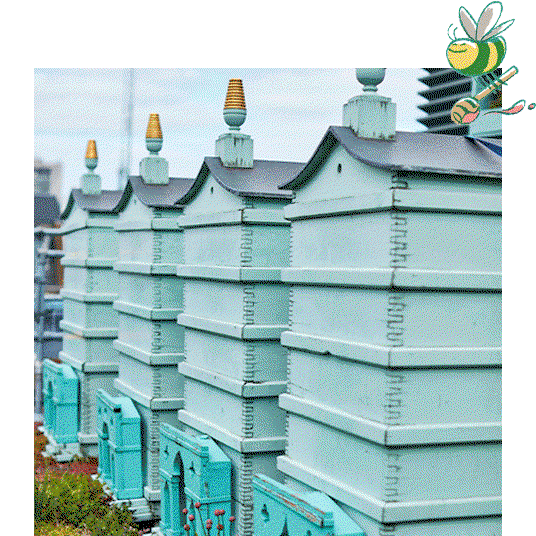 Harvesting Fortnum's Honey