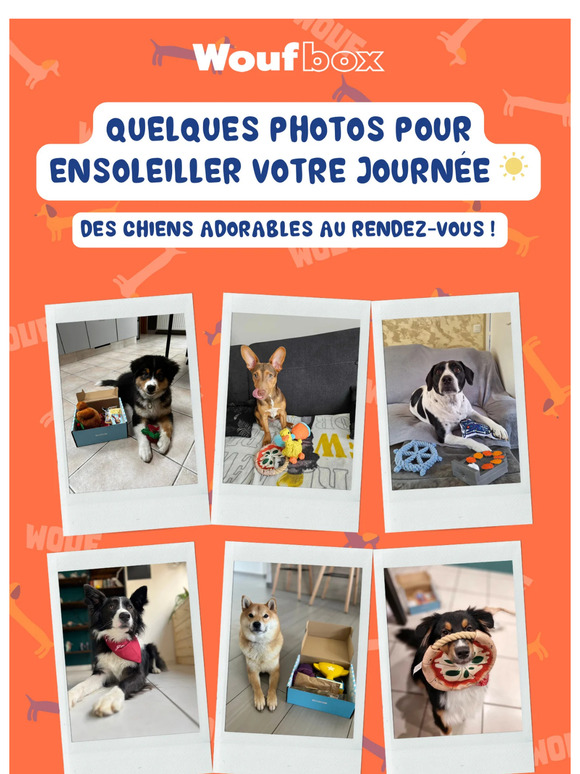 ☀️ Les chiens mignons du dimanche !