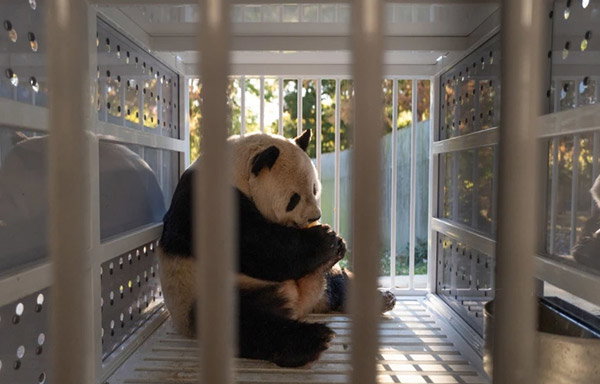 Adult giant panda Tian Tian eats a frozen treat inside a travel crate.