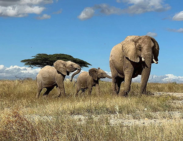 An adult female elephant leads two calves across the savannah.