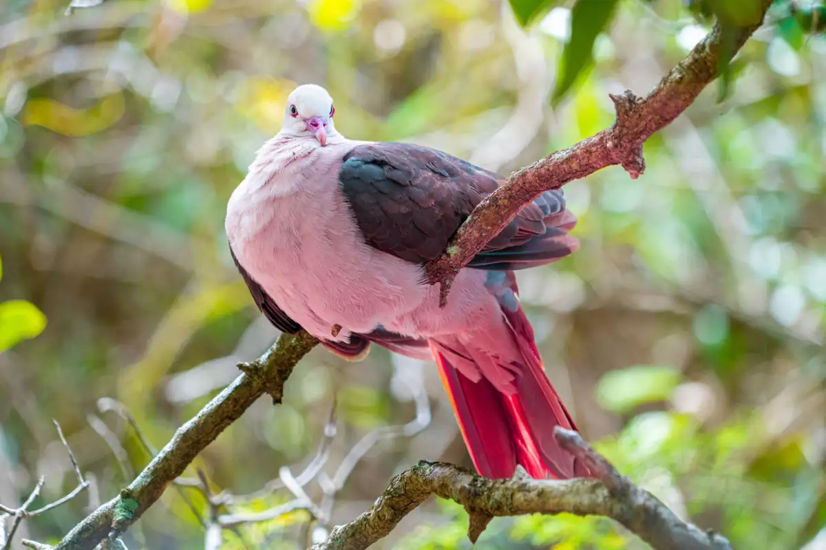How dodo de-extinction is helping rescue the extraordinary pink pigeon. Image leads to article.