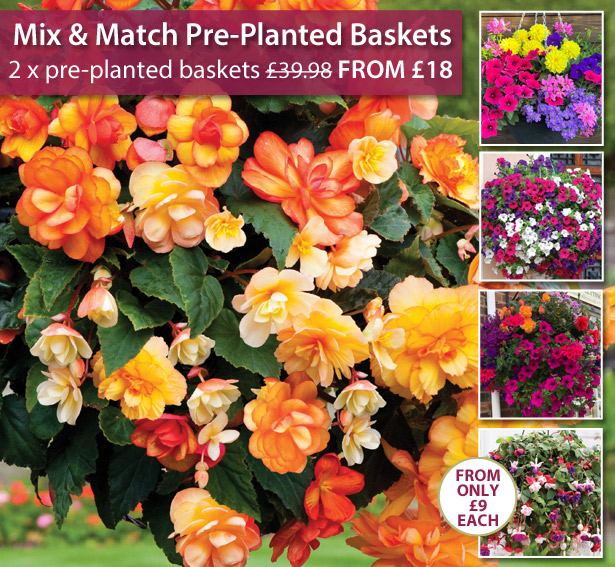 Thompson & PrePlanted Hanging Baskets ONLY £9 EACH! 48 HOURS