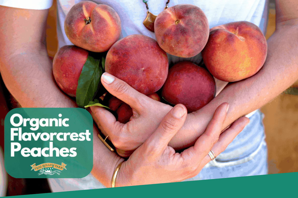 Organic Flavorcrest Peaches