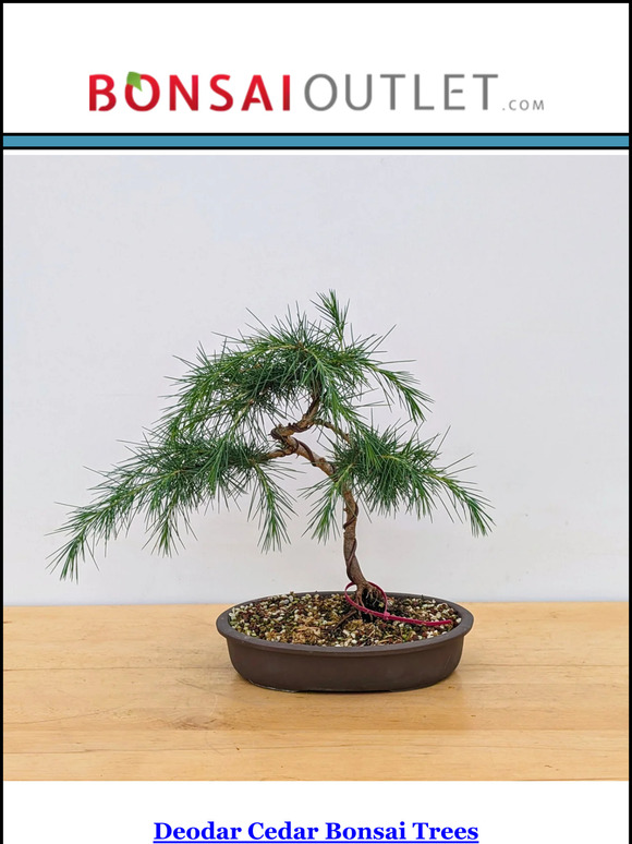New Trees Just Dropped