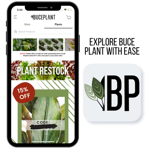 Buce Plant: All-in-One Paludariums are BACK 🌿🤝 Best of both worlds ...