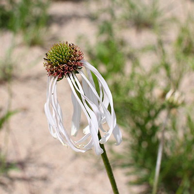 Echinacea Hula Dancer