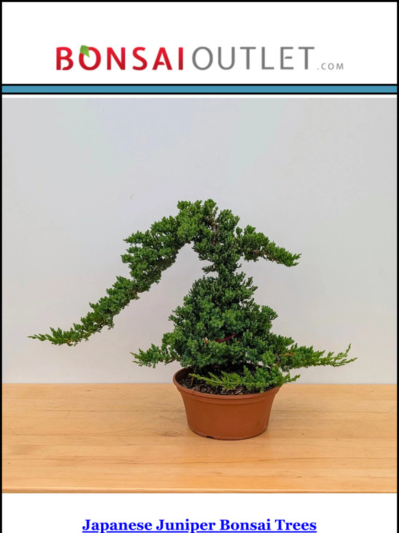 Weekly Specials: Japanese Junipers & New Pots