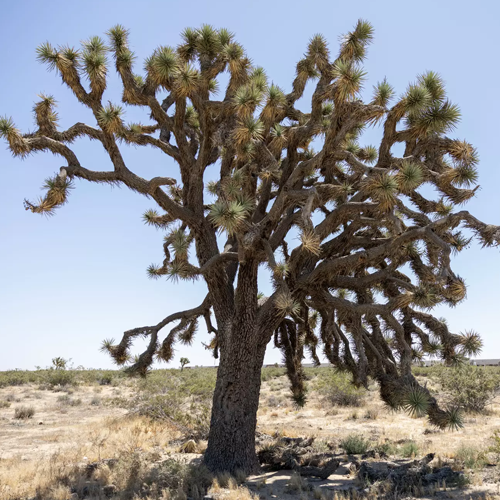 Joshua trees, such as this 25-foot-tall specimen that is 150 to 200 years old, are threatened with removal for a solar project in Boron.