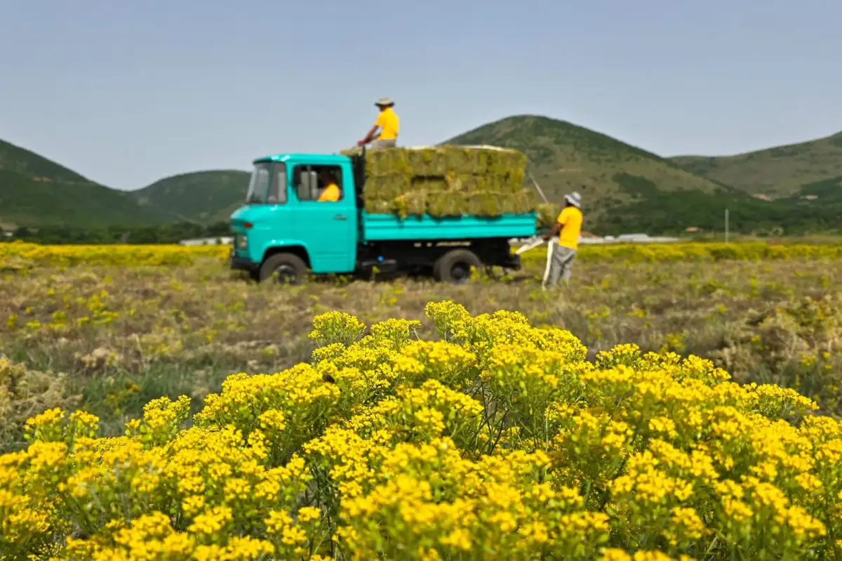 Flower farm could supply nickel for electric vehicle batteries. Image leads to article.