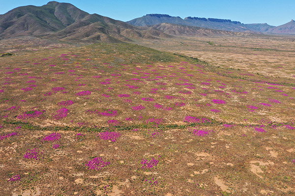 Patches of purple flowers dot an otherwise sparse foothill landscape.