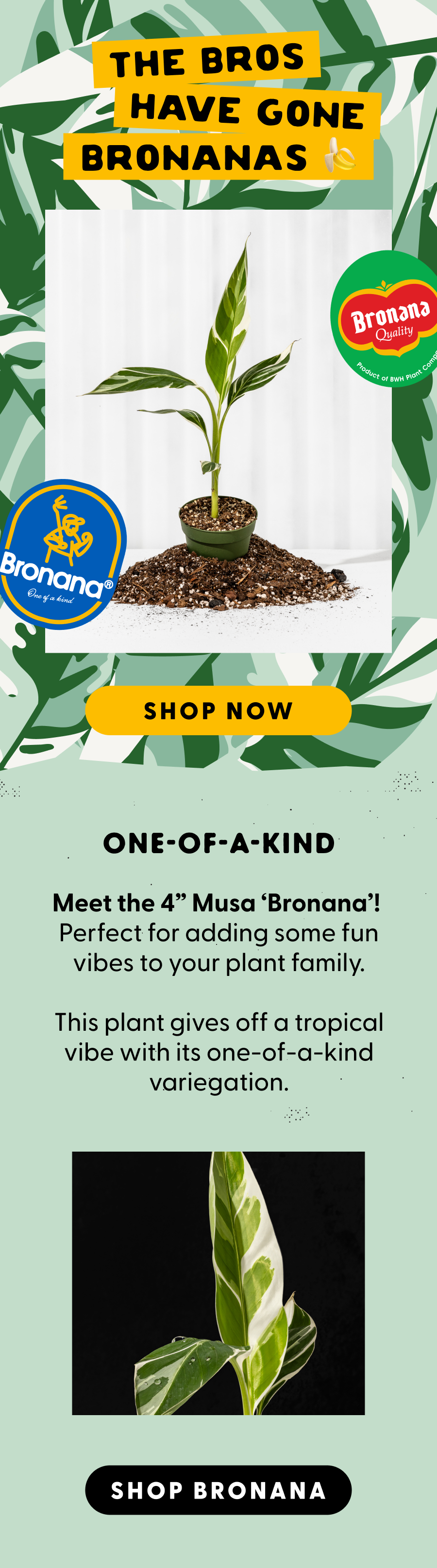 BWH Plant Co: We've Gone Bananas  | Milled