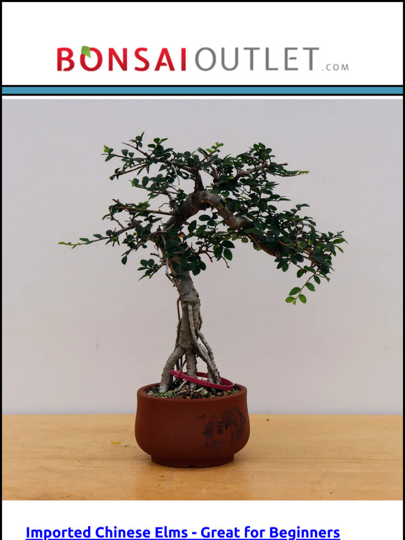 Weekly Specials: New Chinese Elm Bonsai