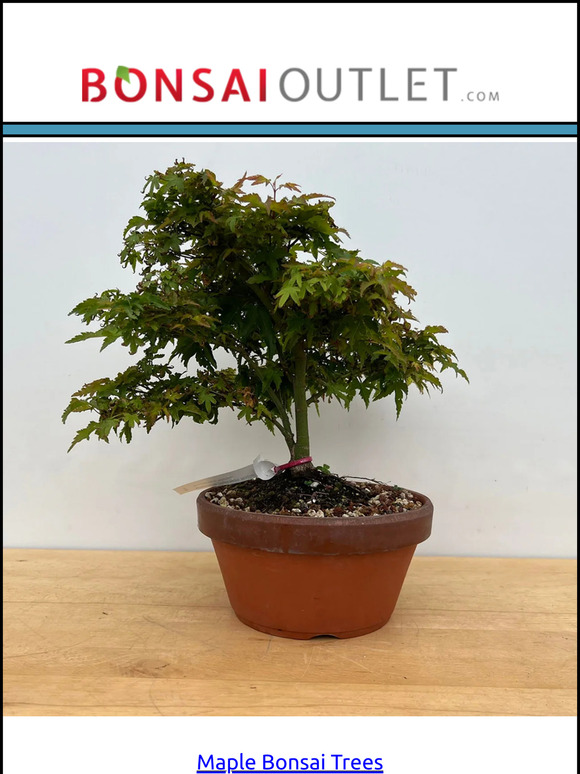 July 15, 2024 - Ant Plants & Maples