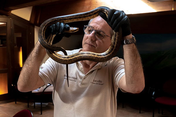 Ernesto Filippi holds up and checks a four-lined snake for parasites on its body while wearing black gloves