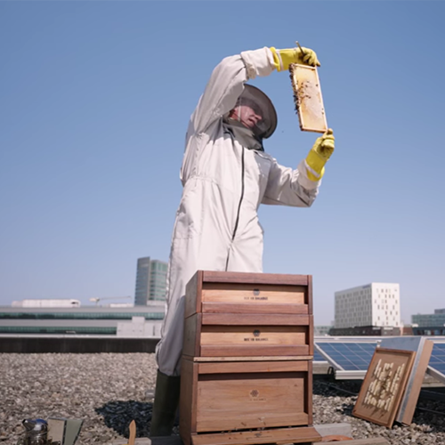 Biodiversiteit in Hoofddorp