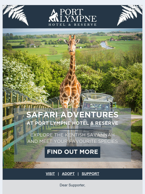 Do something different this summer... 🚙🦒🦓