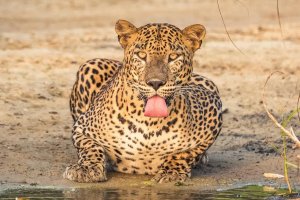 Sri Lanka. Image links to tour