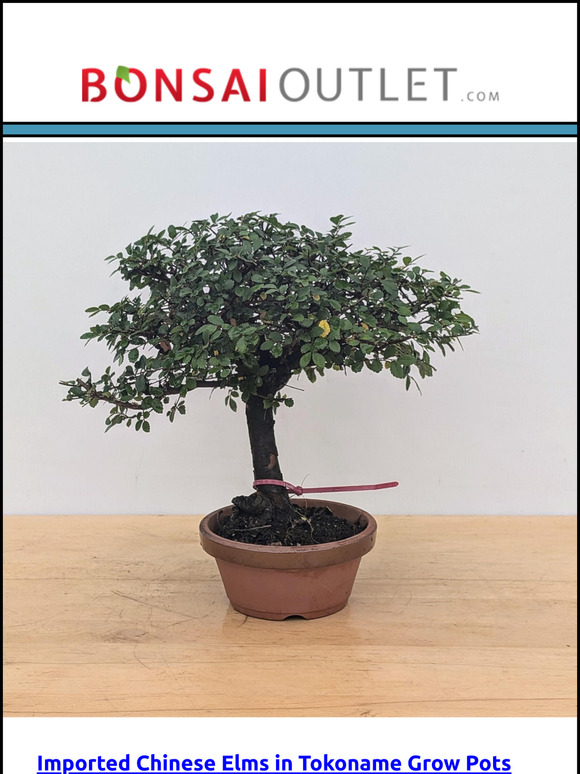 July 23, 2024: Chinese Elms in Tokoname Grow Pots