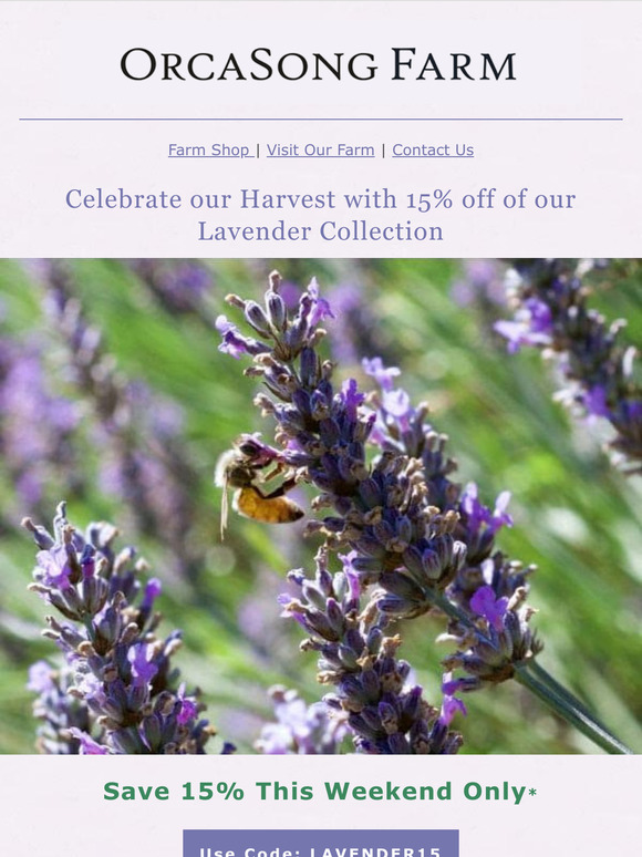 Celebrate our Lavender Harvest with 15% Off