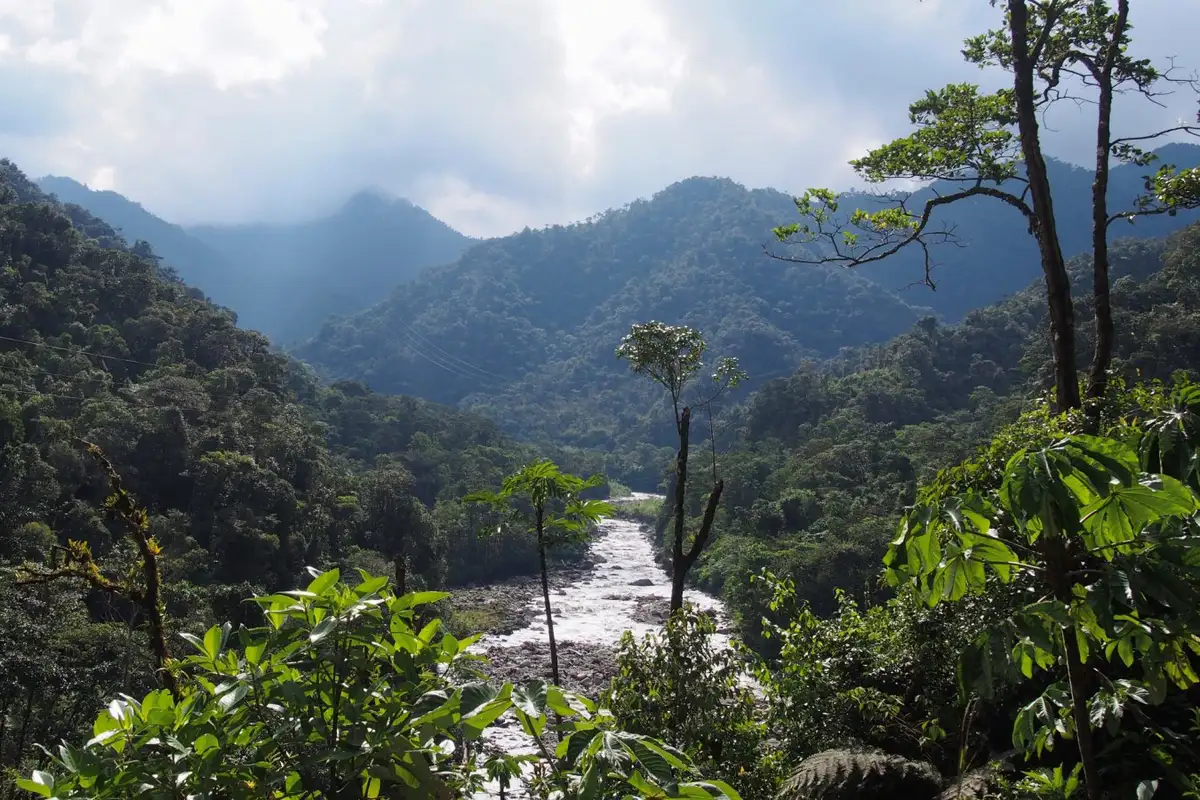 Trees have an extra climate benefit thanks to methane-eating microbes. Image leads to article.