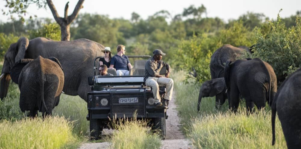 Elephant Encounter
