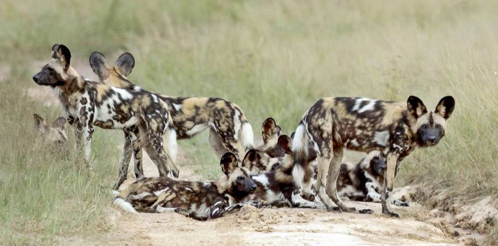Wild Dogs
