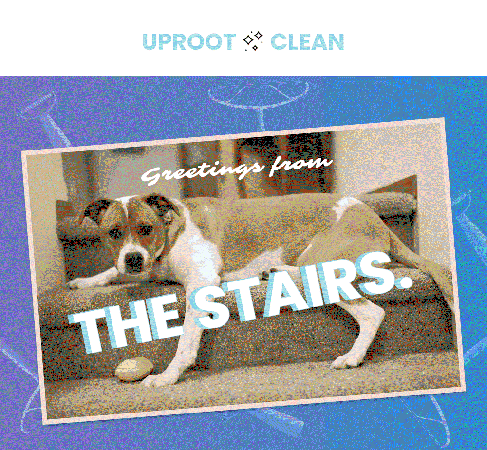 Greetings from the stairs.  		     couch cushions.   		     carpets & rugs.  		     your car.  		     the Cat Trees. 