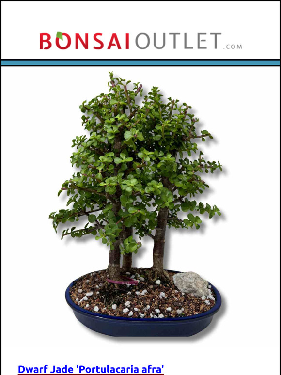 July 31, 2024: Grove Jade Trees