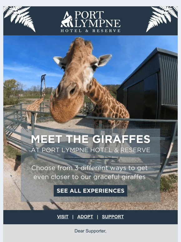 Supporter, 3 ways to meet our giraffes 🦒