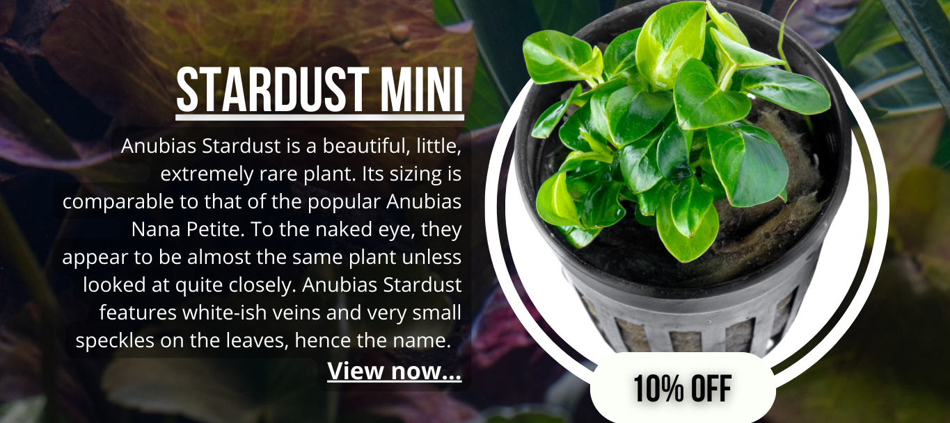 Anubias Stardust Mini
