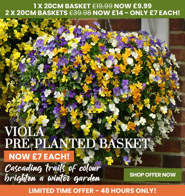 Viola Pre-Planted Hanging Basket