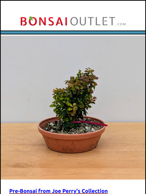 Weekly Specials: Really Cool Pre-Bonsai