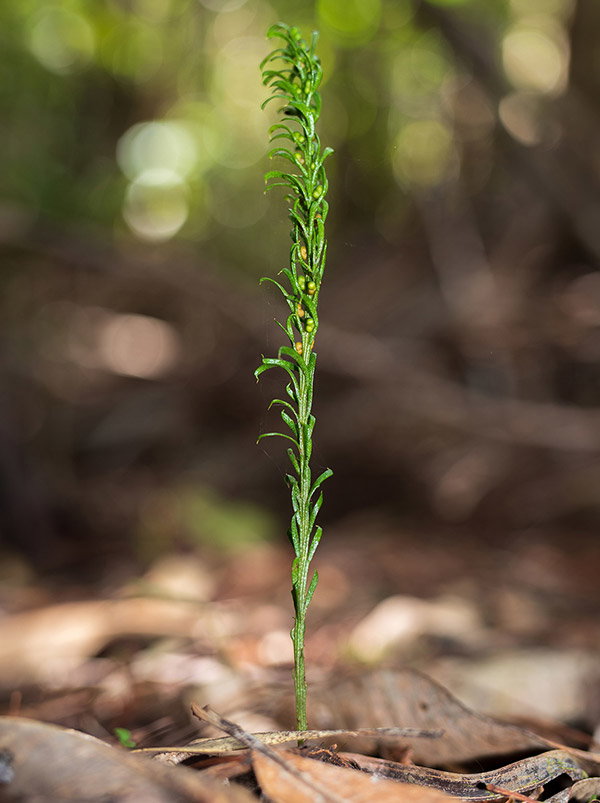 A single Tmesipteris oblanceolata growing amongst dead leaves.