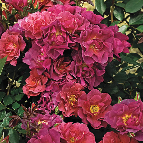 Cinco De Mayo™ Floribunda Rose