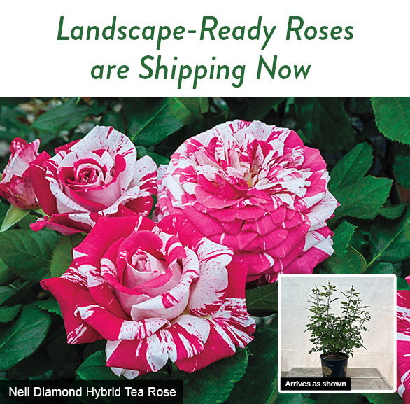 Shipping Now: Rose plants in 3-gallon containers