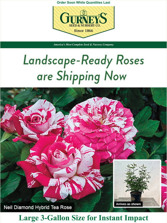 gardening gloves Bionic Women's Rose Gardening Gloves Small