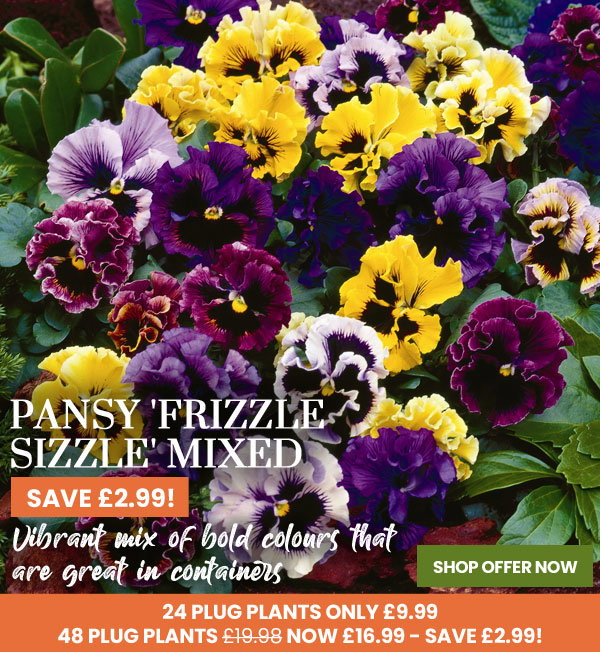 Pansy 'Frizzle Sizzle' Mixed