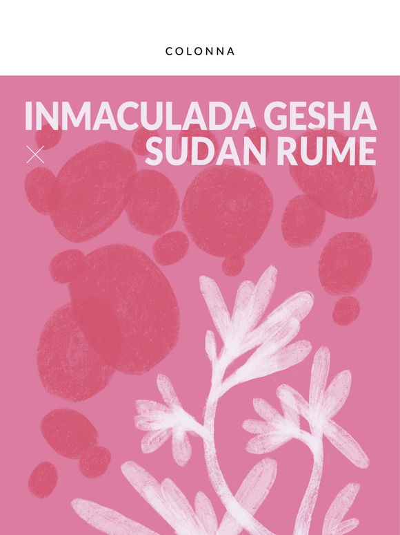 Limited Release Rare 019: Inmaculada Gesha x Sudan Rume