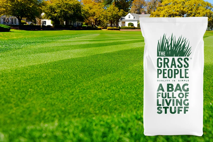Image of SUPERSTAR: Back Lawn 