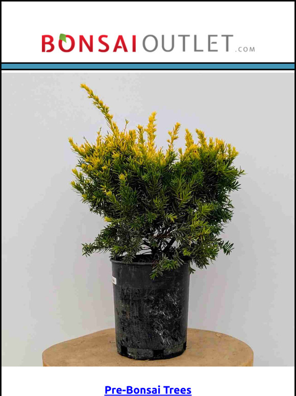 August 15, 2024: New Pre-Bonsai
